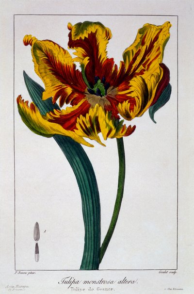 ट्यूलिप &39;ज्वलंत तोता&39;, 1836 (हाथ से रंगा हुआ उत्कीर्णन) द्वारा पैंसेरा बेसा