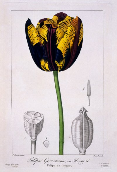 राजा हेनरी IV, 1836 का ट्यूलिप द्वारा पैंसेरा बेसा
