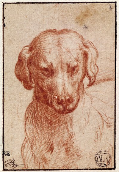 एक कुत्ते का सिर (कागज पर लाल चाक) द्वारा Parmigianino