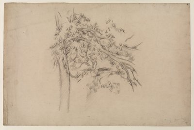 एक पेड़ का अध्ययन, c.1885-87 (कागज पर ग्रेफाइट) द्वारा पॉल सेज़ेन