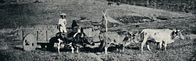 बुल कार्ट, 1895 द्वारा पाउलो सैक