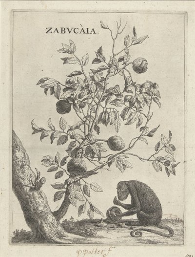 Zabucaiaboom और एक आप Zabvcàia (वस्तु पर शीर्षक) द्वारा पॉल पॉटर