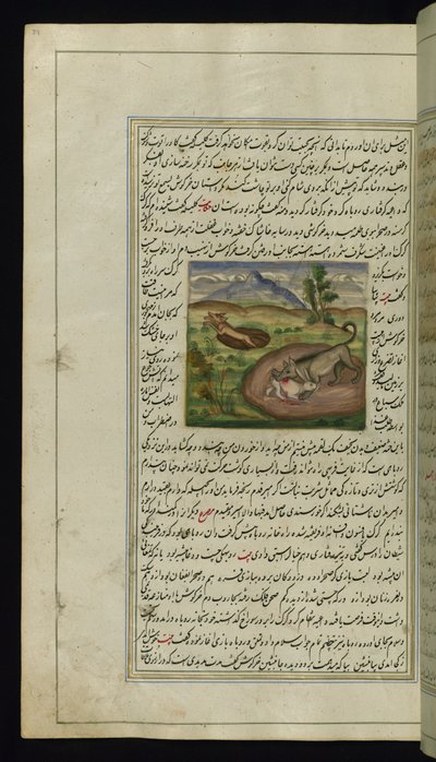 एक गीदड़ ने कैनोपस की लाइट्स, 1847 से एक खरगोश का रूप धारण किया द्वारा फारसी स्कूल