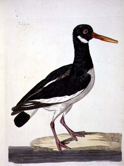 पीटर माज़ेल (fl.1761-97) 1766 (उत्कीर्णन) द्वारा उकेरी गई 'द ब्रिटिश जूलॉजी, क्लास II: बर्ड्स' की सी पाई या ऑयस्टरकैचर (हेमेटोपस ऑस्ट्रेलेगस) प्लेट द्वारा पीटर (बाद में) Paillou