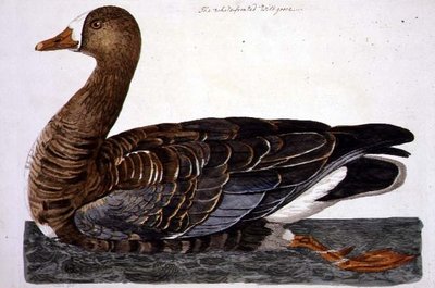 पीटर माज़ेल (fl.1761-97) 1766 (उत्कीर्णन) द्वारा उकेरी गई 'द ब्रिटिश जूलॉजी, क्लास II: बर्ड्स' से व्हाइट-फ्रंटेड गूज़ (एंसर अल्बिफ्रोन्स) प्लेट द्वारा पीटर (बाद में) Paillou
