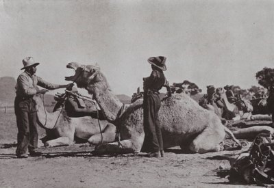 आदिवासियों के साथ ऊंट दल मध्य ऑस्ट्रेलिया में बाहरी पदों की आपूर्ति करते हैं (b/w photo) द्वारा फोटोग्राफर ऑस्ट्रेलियाई