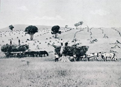 हार्वेस्टिंग, न्यू साउथ वेल्स, c.1900, 'अंडर द सदर्न क्रॉस - ऑस्ट्रेलिया की झलक' से, विदेश विभाग, मेलबर्न द्वारा प्रकाशित द्वारा फोटोग्राफर ऑस्ट्रेलियाई