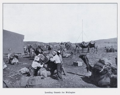 Nullagin के लिए ऊंट लोड हो रहा है (b/w फोटो) द्वारा फोटोग्राफर ऑस्ट्रेलियाई