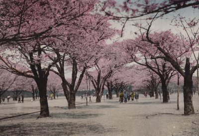 जापान, c.1912: टोक्यो के उयेनो पार्क में चेरी ब्लॉसम (फोटो) द्वारा फोटोग्राफर जापानी