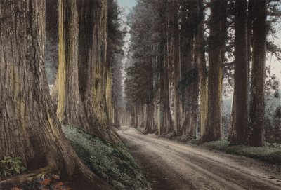 जापान, c.1912: क्रिप्टोमेरिया रोड, निक्को (फोटो) द्वारा फोटोग्राफर जापानी