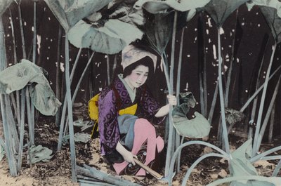 जापान, c.1912: विशाल बोग-रूबर्ब, जंगली पौधा, अकिता (फोटो) द्वारा फोटोग्राफर जापानी