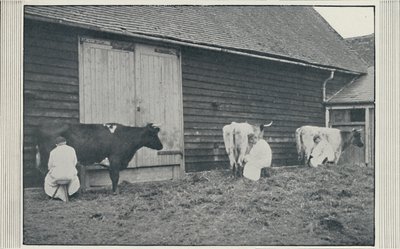 मिल्किंग गाय, 1910 द्वारा सचित्र एजेंसी