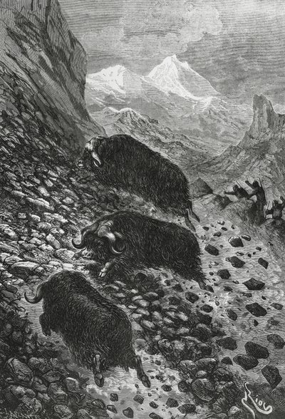 कस्तूरी बैल, एडौर्ड रिउ द्वारा लकड़बग्घा (1833-1900) द्वारा ब्लेज़ निकोलस ले सुयूर