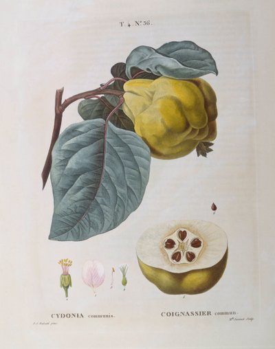 Quince (Cydonia कम्युनिस), हेनरी लुई डुहामेल डु मोंसेउ, वानस्पतिक प्लेट द्वारा पियरे जोसेफ रेडौटे द्वारा पियरे जोसेफ रेडाउट