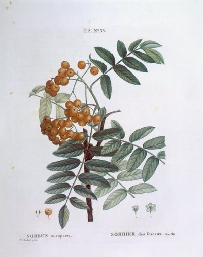 रोवन या यूरोपीय पर्वत राख (सोरबस औकुपरिया), हेनरी लुई डुहामेल डु मोंसेउ, वानस्पतिक प्लेट द्वारा पियरे जोसेफ रेडौटे द्वारा पियरे जोसेफ रेडाउट