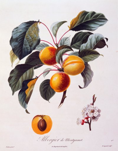 खुबानी के फल और फूल अल्बर्गियर डी मोंटगामेट, 1846 के बारे में, पोमोल्गी फ़्रैंकैस, फ्रांस से पियरे-एंटोनी पोएटो द्वारा रंगीन उत्कीर्णन द्वारा पियरे एंटोनी (बाद में) Poiteau