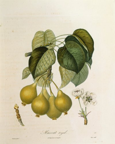 मस्कट रॉयल खुबानी एंटोनी पोइटॉस द्वारा द्वारा पियरे एंटोनी (बाद में) Poiteau