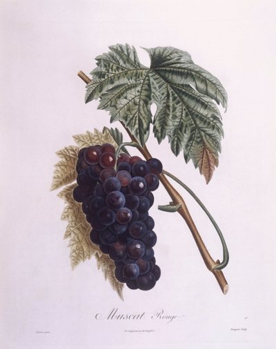 मस्कट अंगूर की बेल (Vitis vinifera), हेनरी लुई डुहामेल डू मोंसेउ, वानस्पतिक प्लेट द्वारा पियरे एंटोनी पोएटो द्वारा पियरे एंटोनी (बाद में) Poiteau