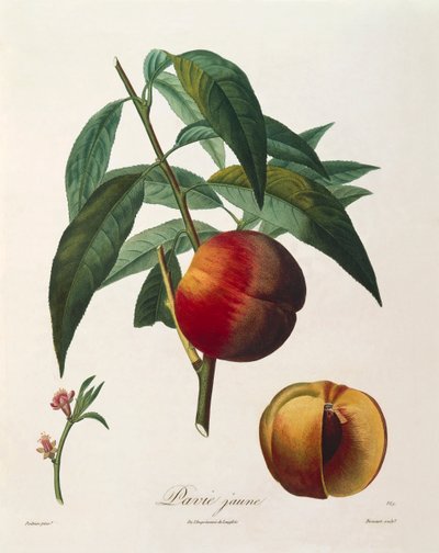 एंटोनी पोइटो द्वारा पीला आड़ू (पावी जौन) द्वारा पियरे एंटोनी (बाद में) Poiteau