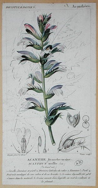 एकेंथस मोलिस, c.1820 (रंगीन उत्कीर्णन) द्वारा पियरे जीन फ्रेंकोइस (बाद में) टरपीन