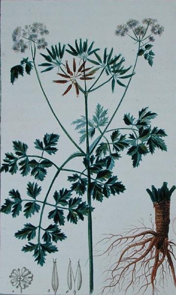 फ्रांकोइस पियरे चौमेटन (1775-1819) द्वारा 'फ्लोर डू डिक्शननेयर डेस साइंसेज मेडिकल्स' से चेरिल का चित्रण करने वाली बॉटनिकल प्लेट, 1813-1820 में प्रकाशित (रंग उत्कीर्णन) द्वारा पियरे जीन फ्रेंकोइस (बाद में) टरपीन
