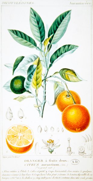साइट्रस ऑरेंटियम या सेविले ऑरेंज, c.1820 (रंग उत्कीर्णन) द्वारा पियरे जीन फ्रेंकोइस (बाद में) टरपीन