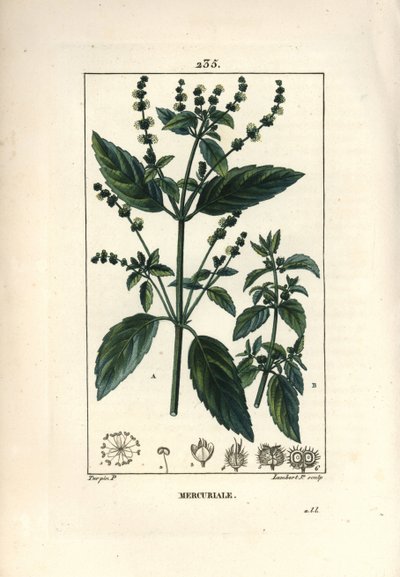 वार्षिक Mercuriale - Mercurial, Mercurialis annua। पियरे जीन-फ्रेंकोइस टर्पिन द्वारा चौमेटन, पोएरेट और चेम्बरेट के "" ला फ्लोर मेडिकल, "" पेरिस, पैनकॉके से एक ड्राइंग से लैम्बर्ट जूनियर द्वारा उत्कीर्ण हाथ से रंगा हुआ स्टिपल कॉपरप्लेट द्वारा पियरे जीन फ्रांकोइस टरपीन