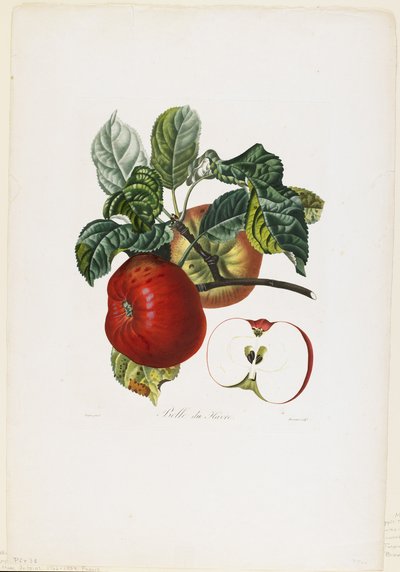 बेले डी हैवर (सेब), मिल्किंग फ्रूट ट्रीज़ से, 1807-35 (हाथ से रंगा हुआ स्टिपल उत्कीर्णन) द्वारा पियरे जीन फ्रांकोइस टरपीन