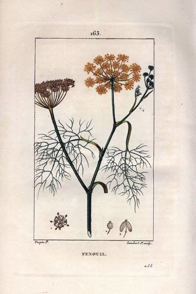 वनस्पति विज्ञान: सौंफ, सौंफ, फोनीकुलम वल्गारे। चाउमेटन से पियरे जीन-फ्रेंकोइस टर्पिन द्वारा एक चित्र से लैम्बर्ट द्वारा उत्कीर्ण हाथ के रंग का स्टिपल कॉपरप्लेट, पोइरेट एट चेम्बरेट का "" ला फ्लोर मेडिकल, "" पेरिस, पैनकॉके द्वारा पियरे जीन फ्रांकोइस टरपीन