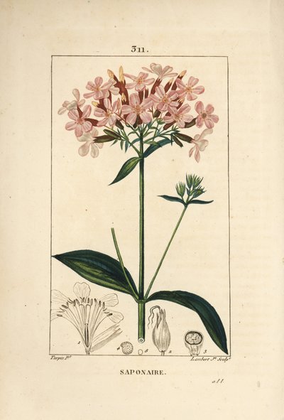 आम साबुन का पौधा, Saponaria officinalis, फूल, पत्ती, तना और बीज के साथ। पियरे जीन-फ्रेंकोइस टर्पिन द्वारा चाउमेटन, पोएरेट और चेम्बरेट के "" ला फ्लोर मेडिकल, "" पेरिस, पैनक से एक ड्राइंग से लैम्बर्ट जूनियर द्वारा उत्कीर्ण हाथ के रंग का स द्वारा पियरे जीन फ्रांकोइस टरपीन