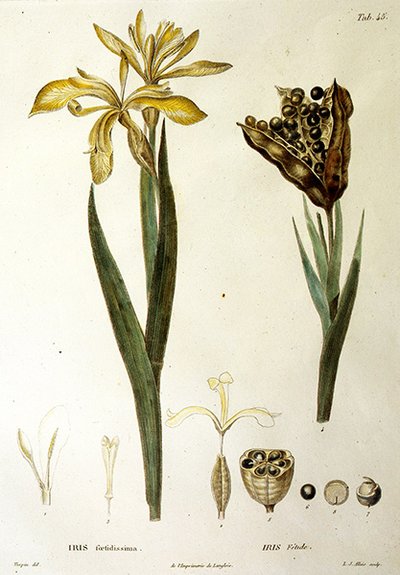 Fetid Iris, LJ Allais द्वारा उकेरा गया (हाथ से रंगा हुआ उत्कीर्णन) द्वारा पियरे जीन फ्रांकोइस टरपीन