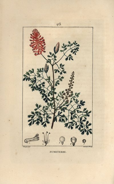 Fumeterre officinale या Foot de Celine - Fumitory, Fumaria officinalis, फूल, पत्ते और बीज दिखा रहा है। चाउमेटन, पोइरेट एट चेम्बरेट के "" एल से पियरे जीन-फ्रेंकोइस टर्पिन द्वारा एक ड्राइंग से लैम्बर्ट जूनियर द्वारा उत्कीर्ण हाथ के रंग का स्टिपल कॉ द्वारा पियरे जीन फ्रांकोइस टरपीन