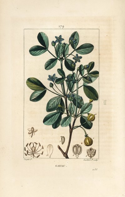 Gaiac या पवित्र लकड़ी, जीवन की लकड़ी - Guaiacum, Guajacum officinale। पियरे जीन-फ्रेंकोइस टर्पिन द्वारा चौमेटन, पोएरेट और चेम्बरेट के "" ला फ्लोर मेडिकल, "" पेरिस, पैनकॉके से एक ड्राइंग से लैम्बर्ट जूनियर द्वारा उत्कीर्ण हाथ से रंगा हुआ द्वारा पियरे जीन फ्रांकोइस टरपीन