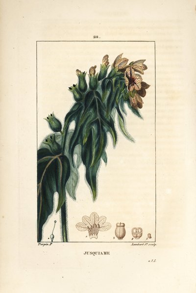 Jusquiame - जहर मेंहदी, Hyoscyamus vulgaris, फूल, पत्ती और बीज। पियरे जीन-फ्रेंकोइस टर्पिन द्वारा चौमेटन, पोएरेट और चेम्बरेट के "" ला फ्लोर मेडिकल, "" पेरिस, पैनकौ से एक ड्राइंग से लैम्बर्ट जूनियर द्वारा उत्कीर्ण हाथ से रंगा हुआ स्टिपल  द्वारा पियरे जीन फ्रांकोइस टरपीन