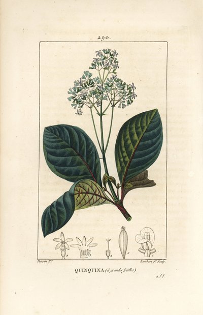Ladenbergia oblongifolia (सिनकोना मैग्नीफोलिया), फूल, शाखा, पत्ती और बीज के साथ। चाउमेटन, पोइरेट और चेम्बरेट के "" ला फ्लोर मेडिकल, "" पा से पियरे जीन-फ्रेंकोइस टर्पिन द्वारा एक ड्राइंग से लैम्बर्ट जूनियर द्वारा उत्कीर्ण हाथ से रंगा हुआ द्वारा पियरे जीन फ्रांकोइस टरपीन
