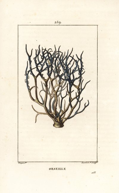Orseille या फ्रेंच बैंगनी (लाइकेन) - Orcein या Archil, Roccella Tinctoria, केप वर्डे द्वीपों से डाई के लिए इस्तेमाल किया जाने वाला लाइकेन। चाउमेटन, पोइरेट ए से पियरे जीन-फ्रेंकोइस टर्पिन द्वारा एक ड्राइंग से लैम्बर्ट जूनियर द्वारा उत्कीर्ण हाथ के रंग का स् द्वारा पियरे जीन फ्रांकोइस टरपीन