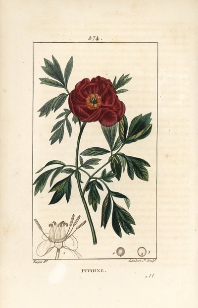 Peony officinale - यूरोपीय peony, Paeonia officinalis, फूल, पत्ती और फूलों के हिस्सों की रूपरेखा के साथ। चाउमेटन, पोएरेट और चेम्बरेट के "" ला एफ से पियरे जीन-फ्रेंकोइस टर्पिन द्वारा एक ड्राइंग से लैम्बर्ट जूनियर द्वारा उत्कीर्ण हाथ के रंग का स्टि द्वारा पियरे जीन फ्रांकोइस टरपीन