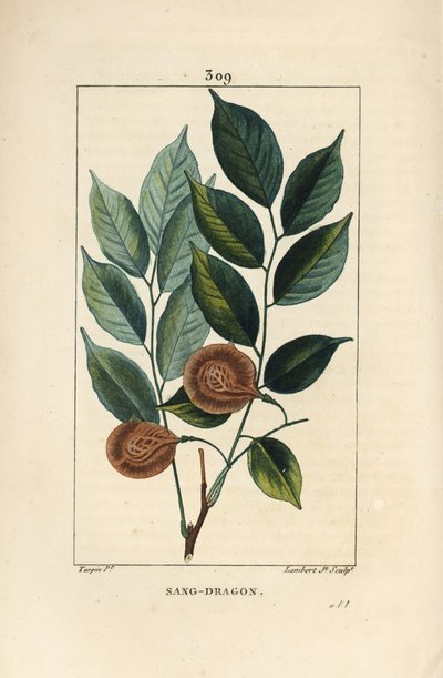 संग ड्रैगन (सैंड्रैगन), मैंगल मेडेल, पैलेटुवियर या मैंगल रिविएर - ड्रैगन्सब्लड या पैडुआक ट्री, पटरोकार्पस ऑफिसिनैलिस (पेरोकार्पस ड्रेको), पत्ती, फल और बीज के साथ। चपेट में। लैम्बर्ट जूनियर द्वारा एक dr से उत्कीर्ण हाथ के रंग का स्टिपल कॉपरप्लेट द्वारा पियरे जीन फ्रांकोइस टरपीन