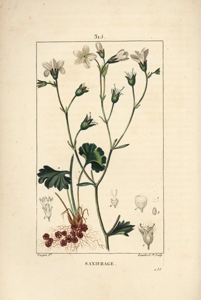 Saxifrage granulee or Saxifrage a Bulbbles - Meadow saxifrage, Saxifrag granulata, फूल, पत्ती, डंठल और जड़ के साथ। चाउमेटन, पोएरेट और चा से पियरे जीन-फ्रेंकोइस टर्पिन द्वारा एक ड्राइंग से लैम्बर्ट जूनियर द्वारा उत्कीर्ण हाथ के रंग का स्टिपल कॉपरप्लेट द्वारा पियरे जीन फ्रांकोइस टरपीन