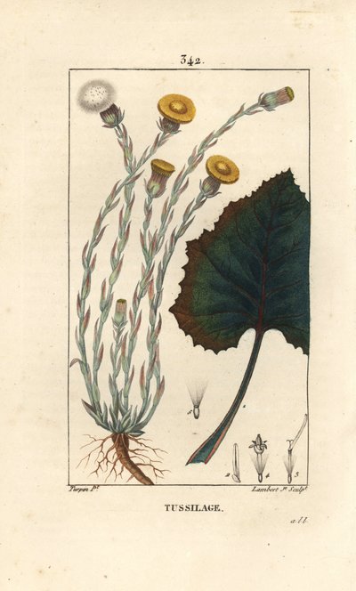 Tussilage ou pas d'donkey - Colts foot, Tussilago fara, फूल, पत्ती, तना और जड़ के साथ। चाउमेटन, पोएरेट और चेम्बरेट के "" ला फ्लोर मेडिकल से पियरे जीन-फ्रेंकोइस टर्पिन द्वारा एक ड्राइंग से लैम्बर्ट जूनियर द्वारा उत्कीर्ण हाथ से रंगा हुआ स्टिपल द्वारा पियरे जीन फ्रांकोइस टरपीन
