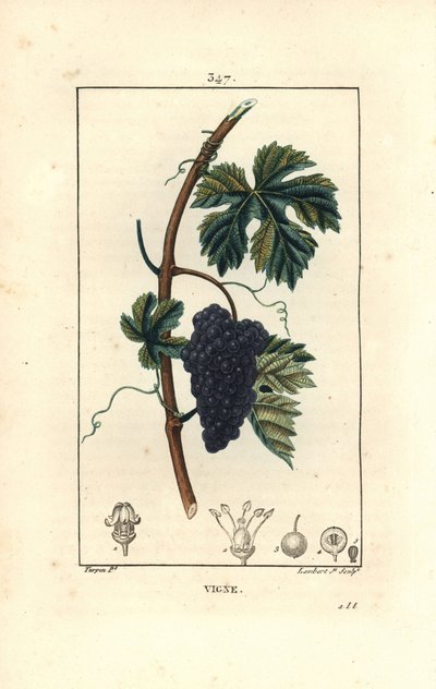 बेल - अंगूर की बेल, Vitis vinifera, फल, पत्ती, टेंड्रिल और तने के साथ। पियरे जीन-फ्रेंकोइस टर्पिन द्वारा चौमेटन, पोएरेट और चेम्बरेट के "" ला फ्लोर मेडिकल, "" पेरिस, पैनकौक से एक ड्राइंग से लैम्बर्ट जूनियर द्वारा उत्कीर्ण हाथ से रंगा हुआ द्वारा पियरे जीन फ्रांकोइस टरपीन
