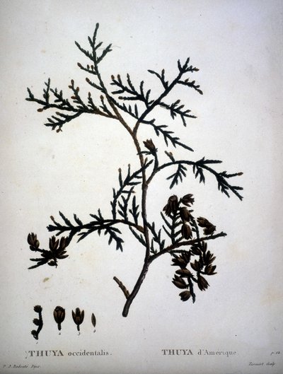 Thuya occidentalis या Thuya d'americe - "" न्यू डुहामेल डू मोंसेउ या पेड़ों पर ग्रंथ और फ्रांस में उस संस्कृति को समेटे हुए "", पीजे रेडआउट और पी। बेसा के चित्र के अनुसार आंकड़े द्वारा पियरे जोसेफ (बाद) रेडआउट