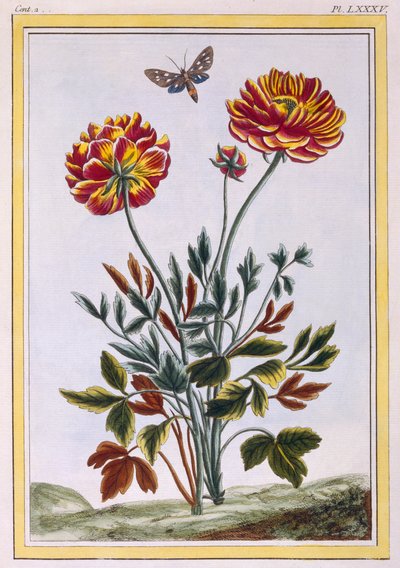 डबल फूल वाले पीले खसखस की एक किस्म, c.1776 (हाथ से सजी रंग की नक्काशी) द्वारा Pierre Joseph Buchoz
