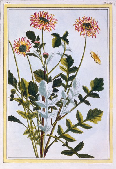 इथियोपिया के आर्कोटिस (अफ्रीकी लिली), सी .177 (हाथ से रंगा हुआ उत्कीर्णन) द्वारा पियरे जोसेफ बुकोज़ो