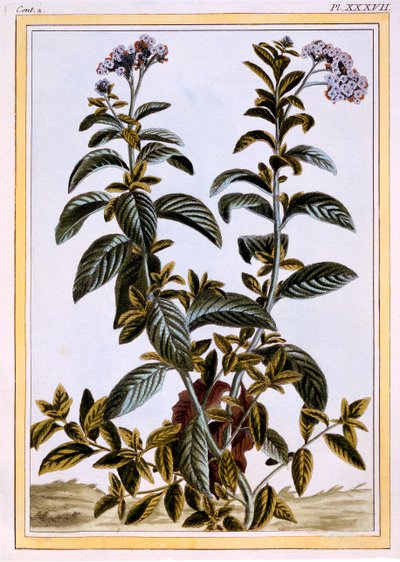हेलियोट्रोप या चेरी-पाई, c.1766 (हाथ से रंग की नक्काशी) द्वारा पियरे जोसेफ बुकोज़ो