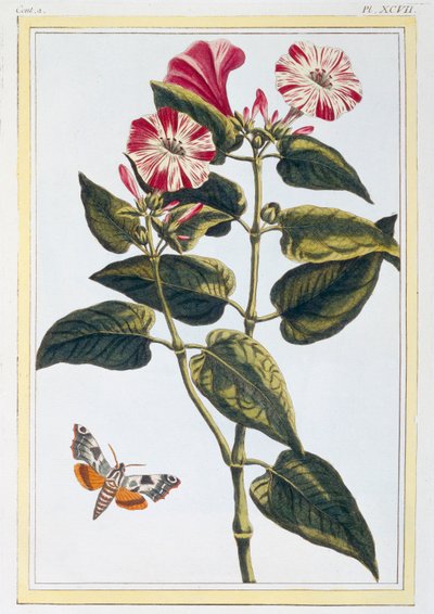 ला बेले डे नुइट मॉर्निंग ग्लोरी, पब। 1776. द्वारा पियरे जोसेफ बुकोज़ो