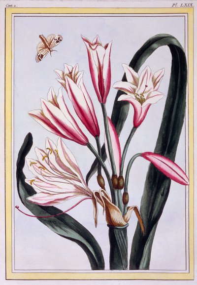 लॉन्ग लीव्ड एमरेलिस, पब। 1776. द्वारा पियरे जोसेफ बुकोज़ो