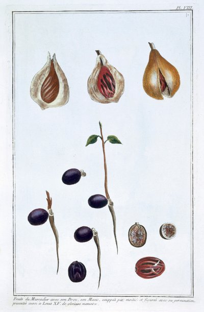 जायफल, सी1751-1807 द्वारा पियरे जोसेफ बुकोज़ो