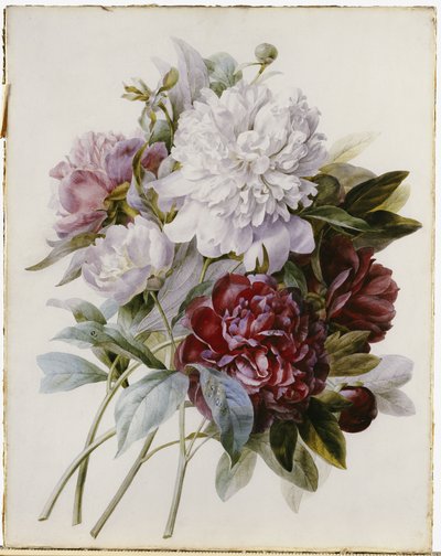 लाल, गुलाबी और सफेद Peonies का एक गुलदस्ता द्वारा पियरे जोसेफ रेडाउट