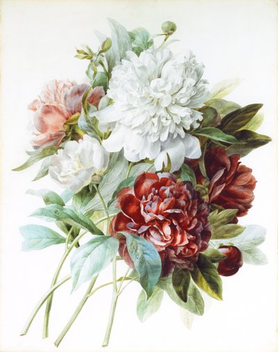 लाल, गुलाबी और सफेद Peonies का गुलदस्ता, द्वारा पियरे जोसेफ रेडाउट